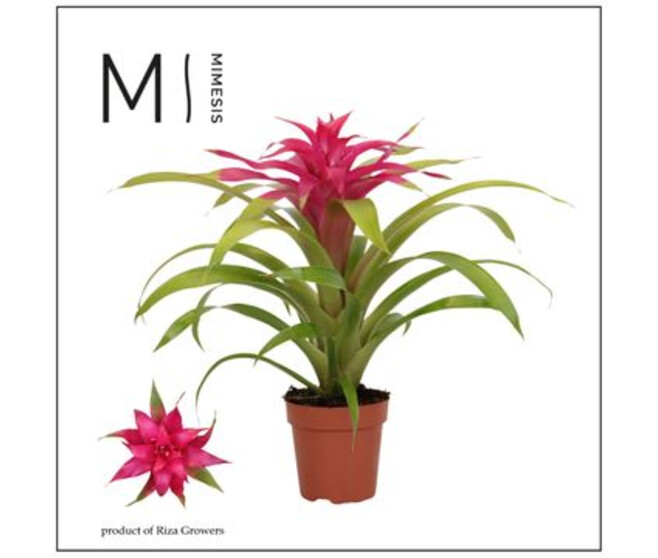 GUZMANIA DESEO ROSE