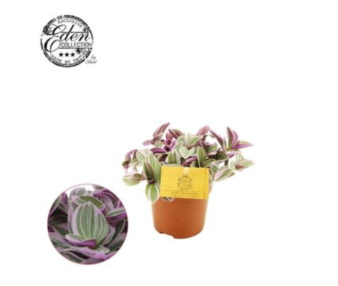 TRADESCANTIA SWEETNESS