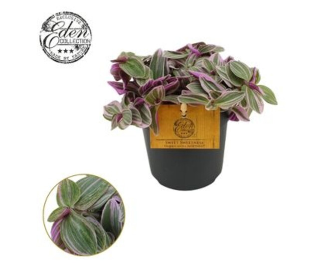 TRADESCANTIA SWEETNESS