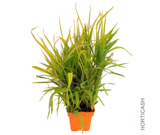 PHALARIS ARUNDINACEA ARCTIC SUN