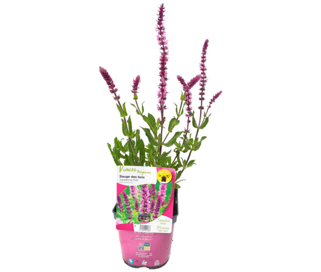 SAUGE NEMEROSA CARADONNA PINK