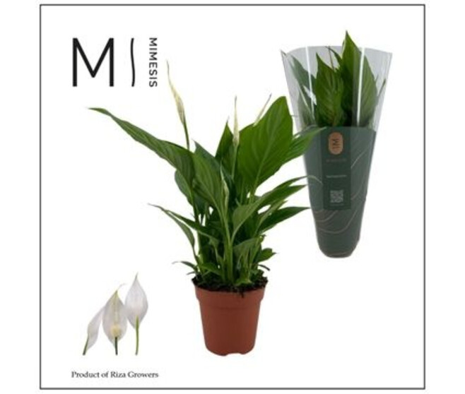 SPATHIPHYLLUM