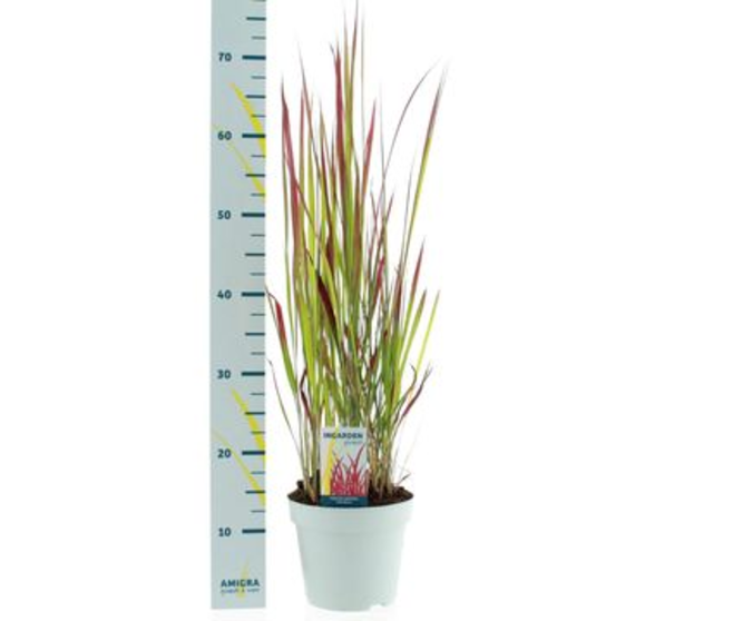 IMPERATA RED BARON