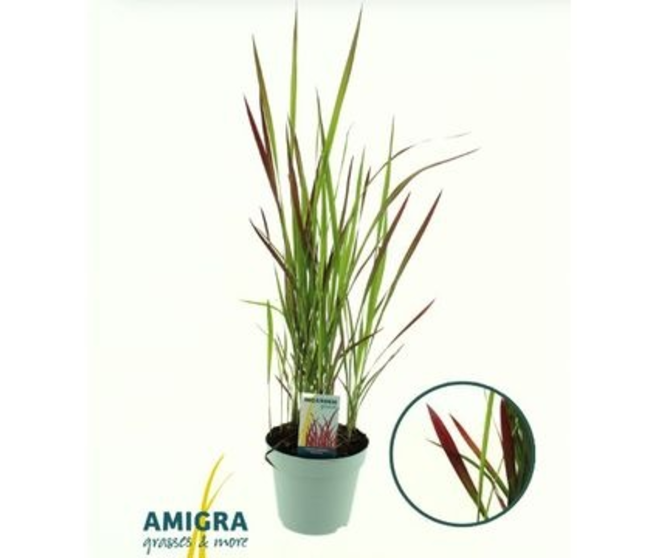 IMPERATA RED BARON