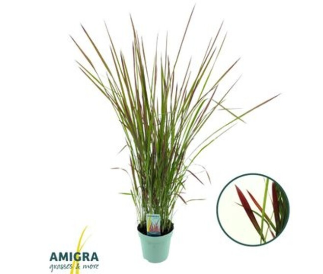 IMPERATA RED BARON