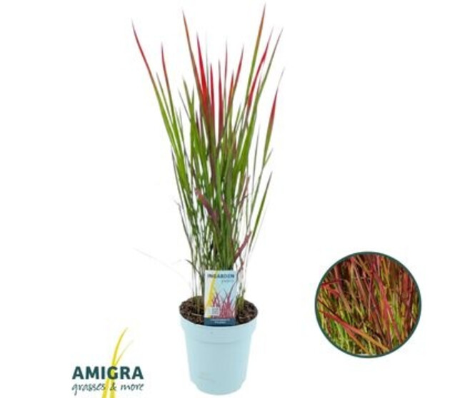 IMPERATA RED BARON
