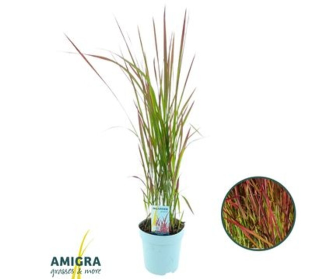 IMPERATA RED BARON