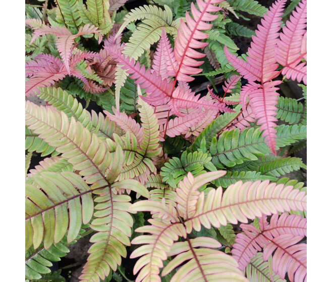 PTERIS QUADRIAURITA TRICOLOR