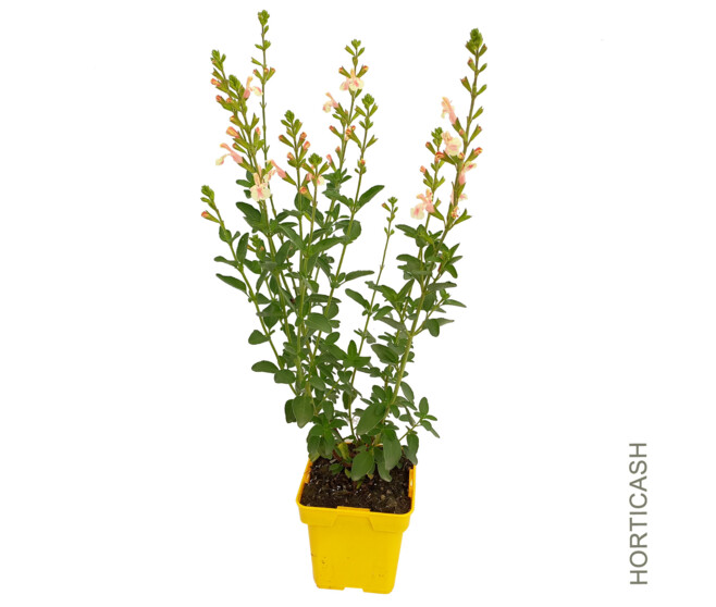 SAUGE X JAMENSIS BELLE DE LOIRE