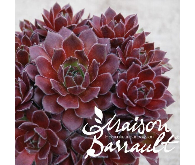 SEMPERVIVUM CHICK CHARMS BERRY BOMB