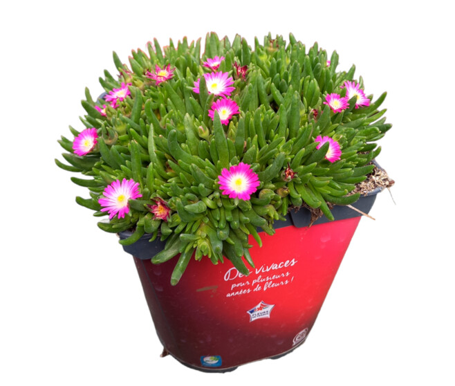 DELOSPERMA JEWEL OF DESERT AMETHYST