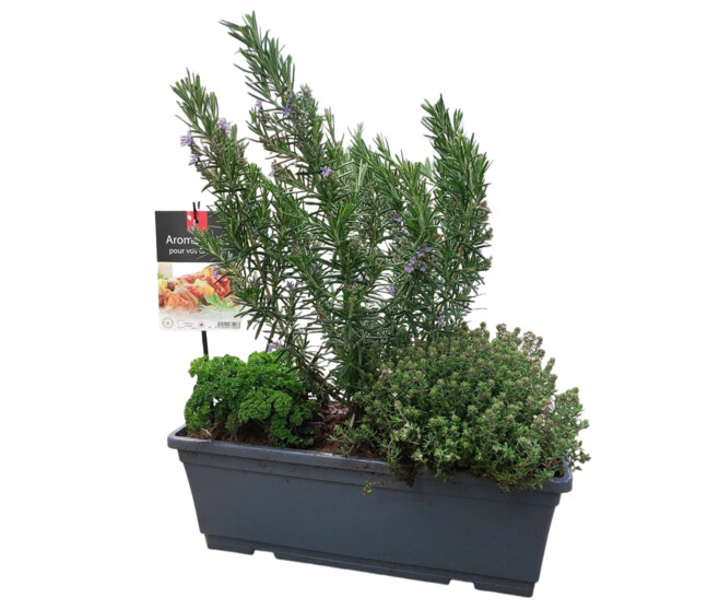 AROMATIQUES MELANGE GRILLADE