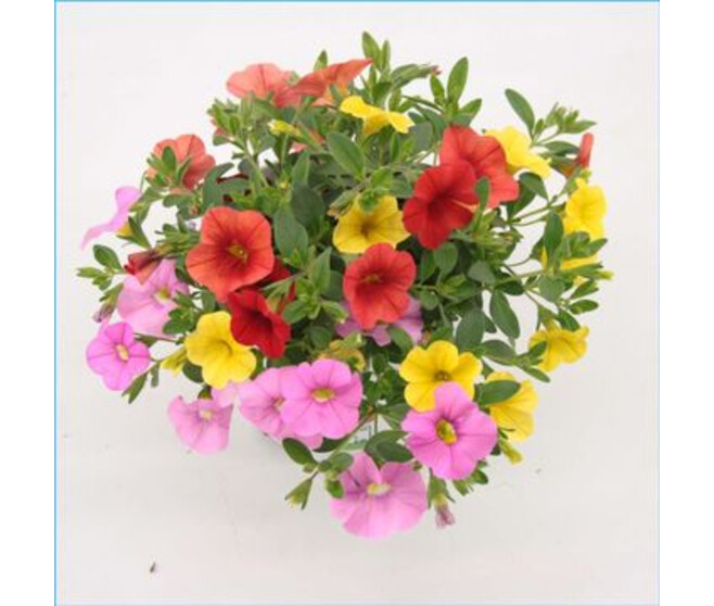 CALIBRACHOA TRIXI CANDYHOUSE