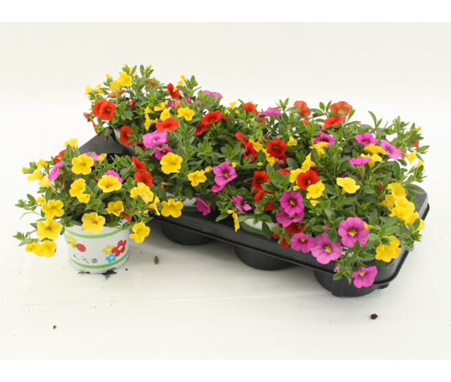CALIBRACHOA TRIXI CANDYHOUSE