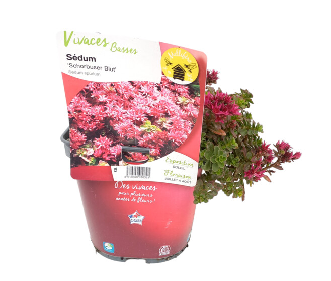 SEDUM SPURIUM SCHORBUSER BLUT