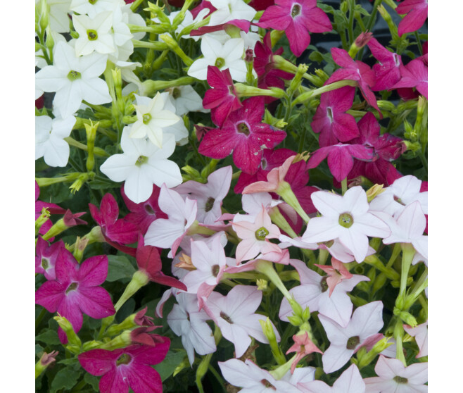 NICOTIANA TABAC BQ6