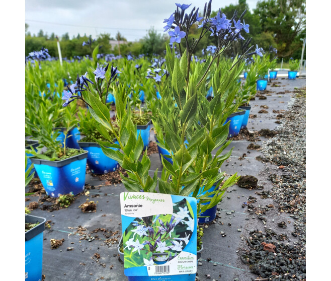 AMSONIA BLUEU ICE