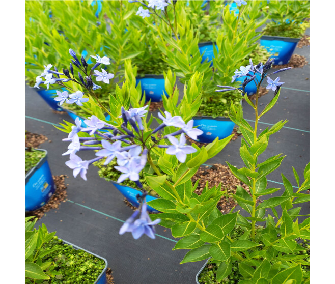AMSONIA BLUEU ICE