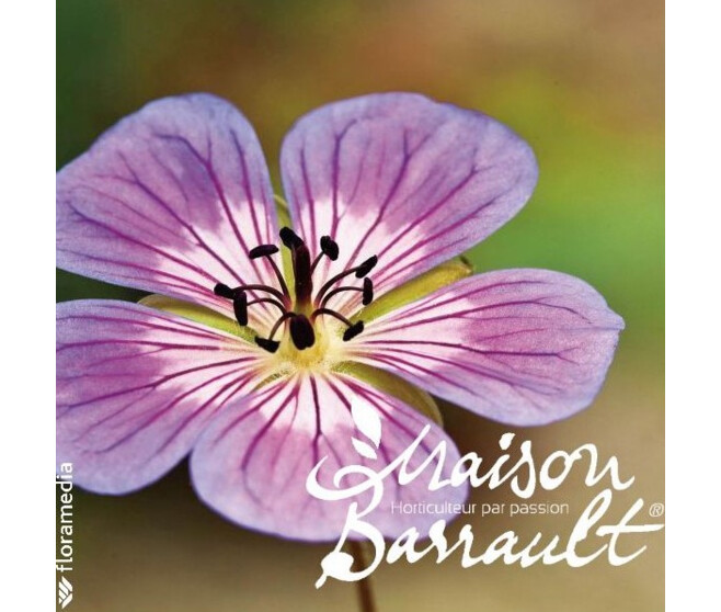 GERANIUM SWEET HEIDY