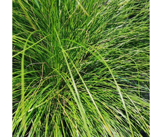 STIPA ICHU