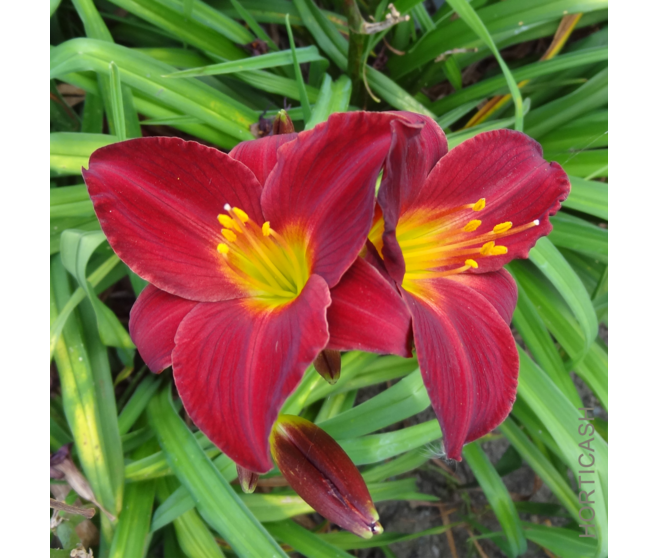 HEMEROCALLIS STELLA IN RED