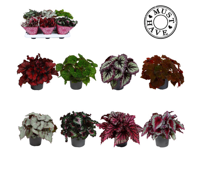BEGONIA BELEAF