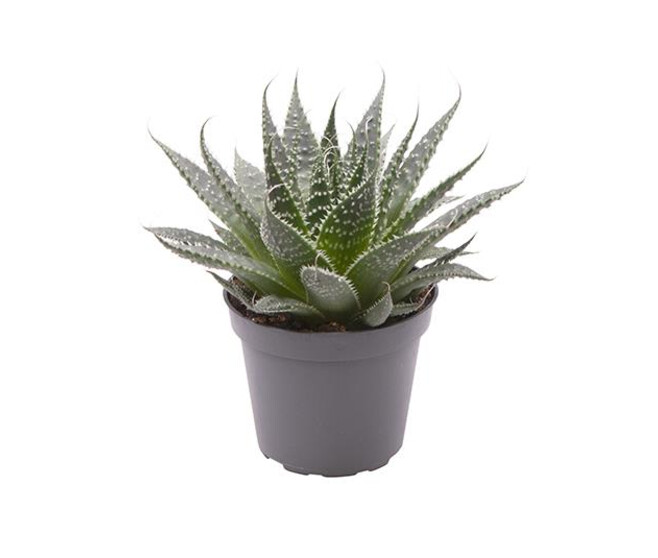 ALOE ARISTATA