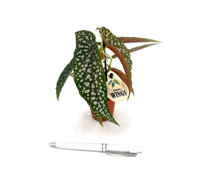 BEGONIA MACULATA WINGS