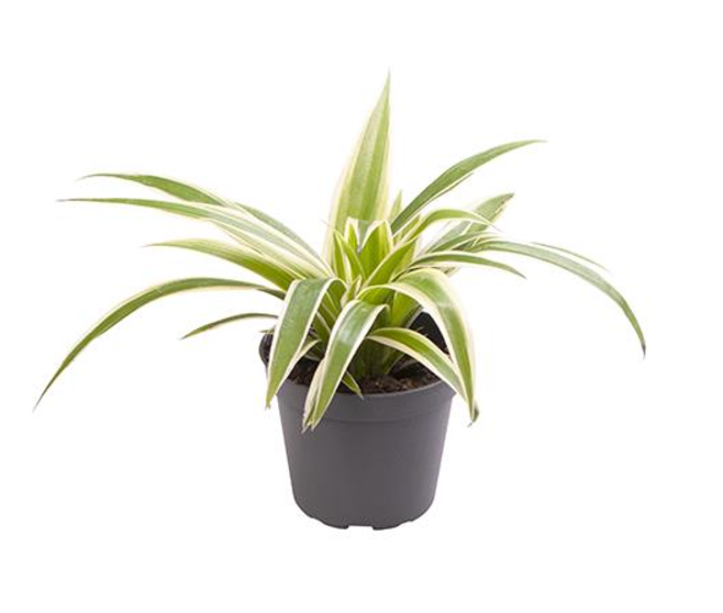 CHLOROPHYTUM COMOSUM