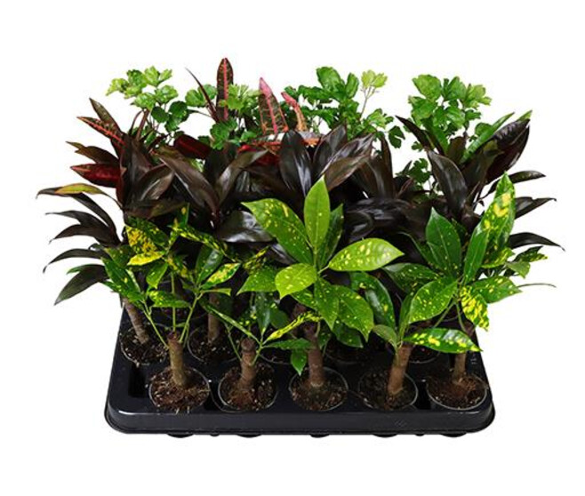 CROTON VARIES