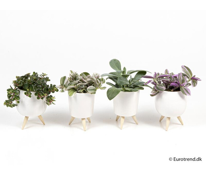 PLANTE VERTE SUSP