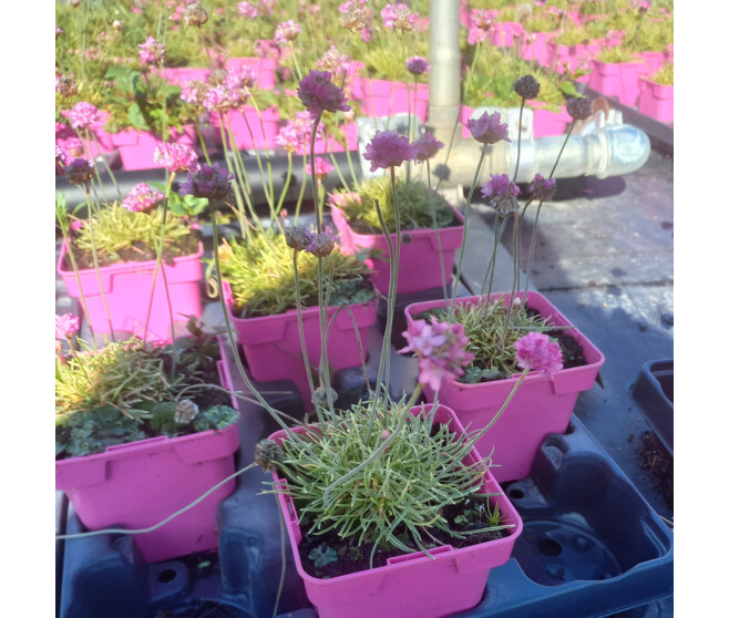 ARMERIA MARITIMA NIFTY THRIFTY