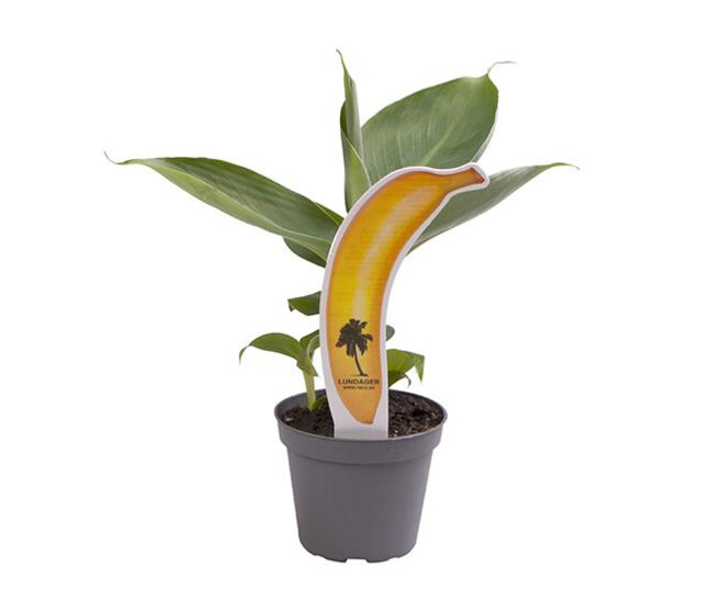 MUSA ACUMINATA