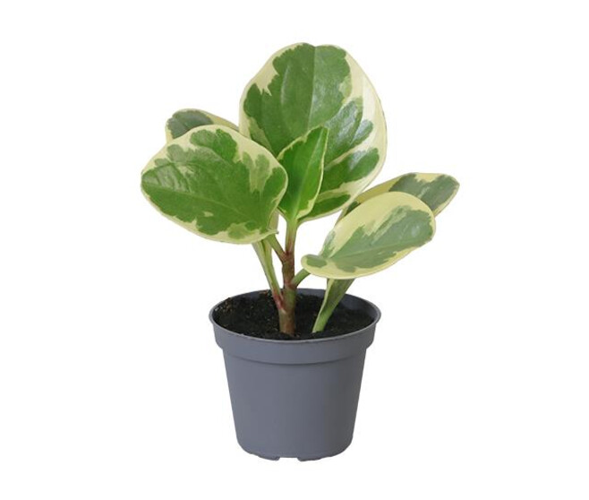 PEPEROMIA USA