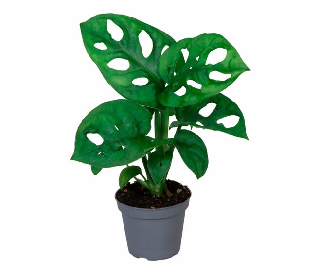 PHILODENDRON MONSTERA MONKEY