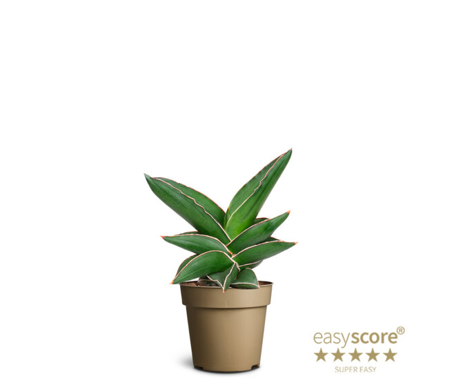 SANSEVIERIA SAMOURAI
