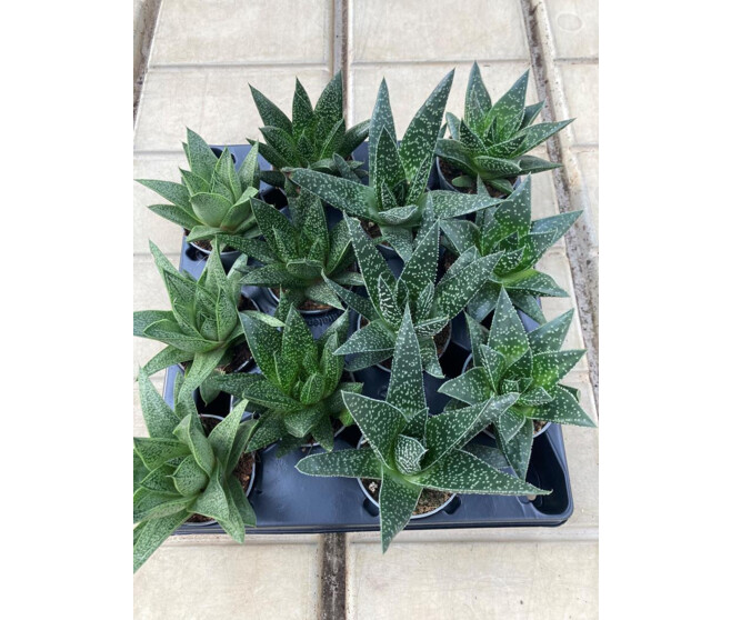 SUCCULENTE VARIEE