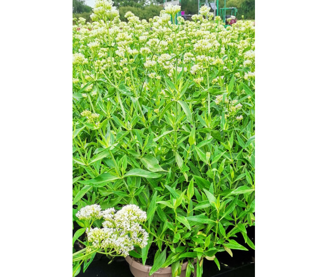 CENTRANTHUS RUBER ALBUS