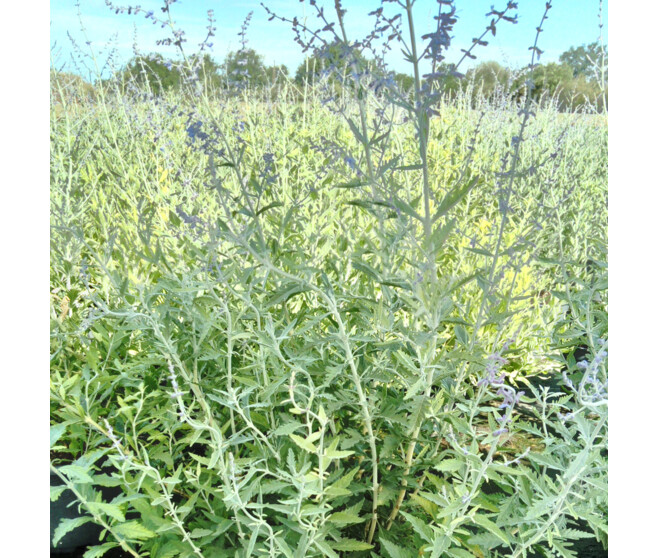 PEROVSKIA ATRIPLICIFOLIA