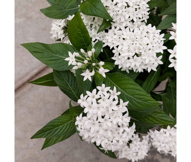 PENTAS