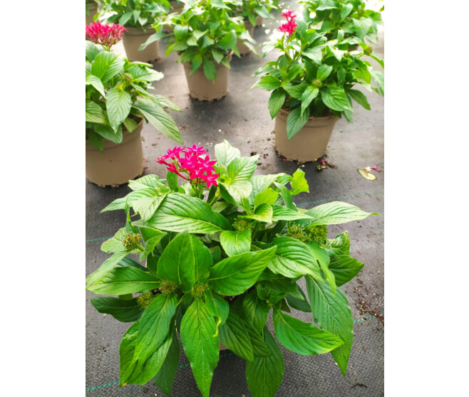 PENTAS