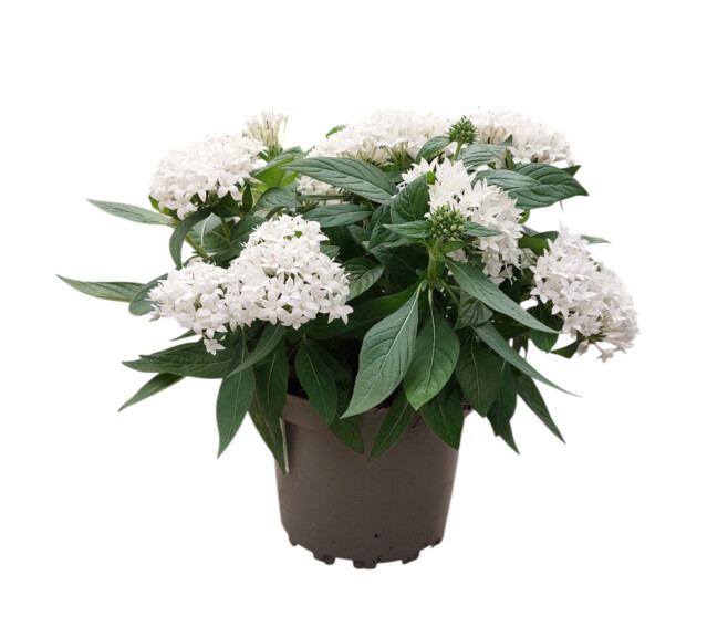 PENTAS