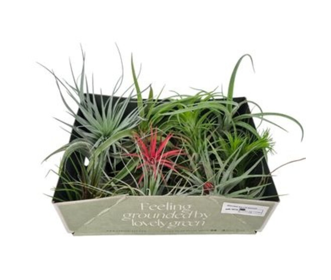 TILLANDSIA VRAC