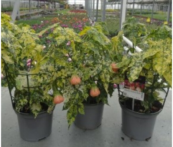 ABUTILON