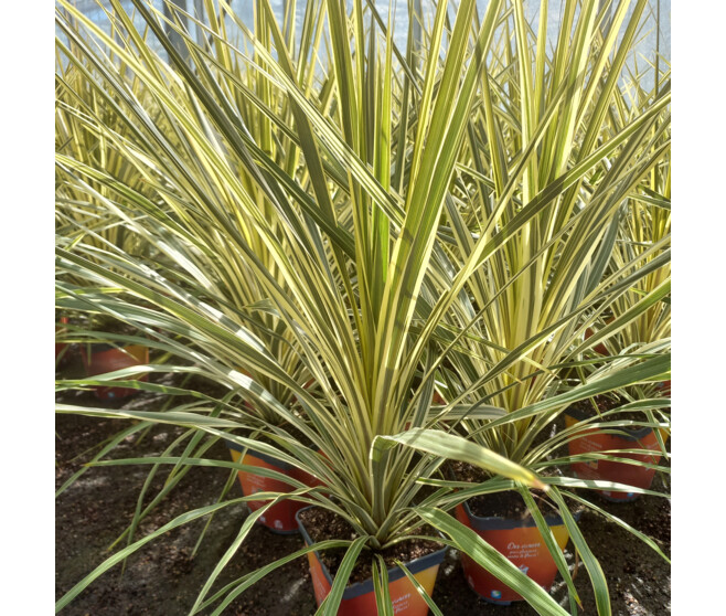CORDYLINE AUSTRALIS TORBAY DAZZLER