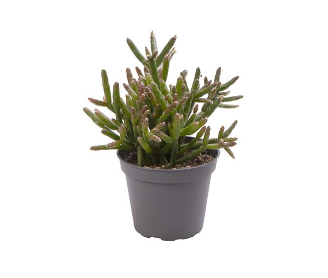 RHIPSALIS