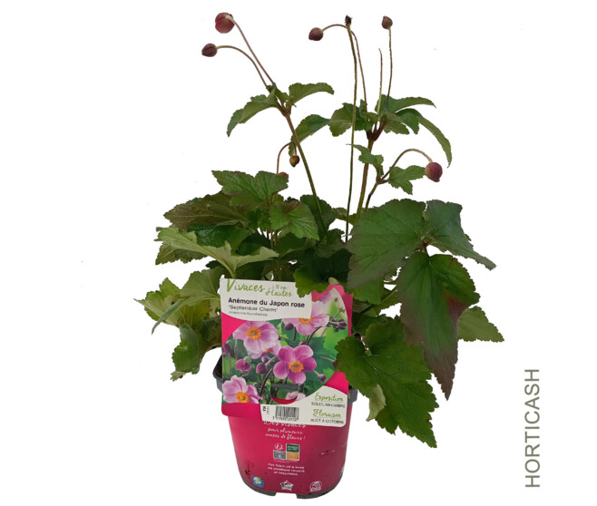 ANEMONE HUPEHENSIS CHARM