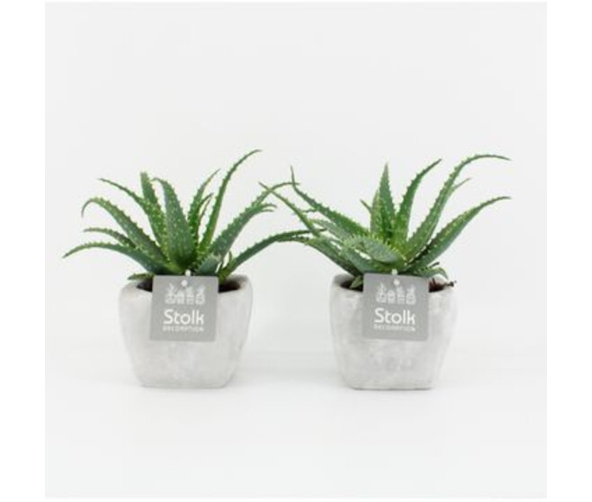 ALOE ARBORESCENS P TERRE