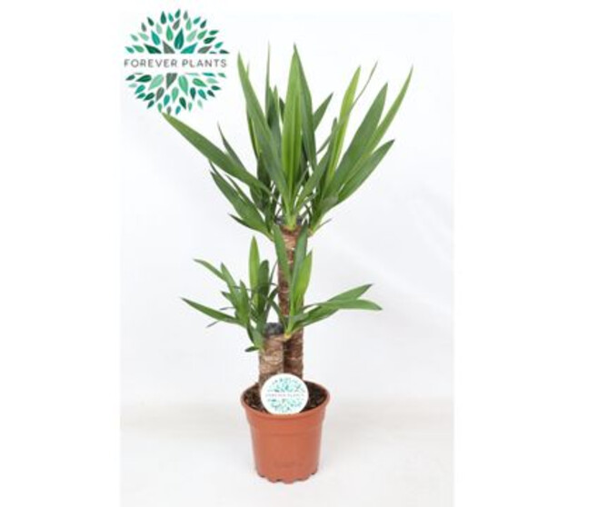 YUCCA 45-20