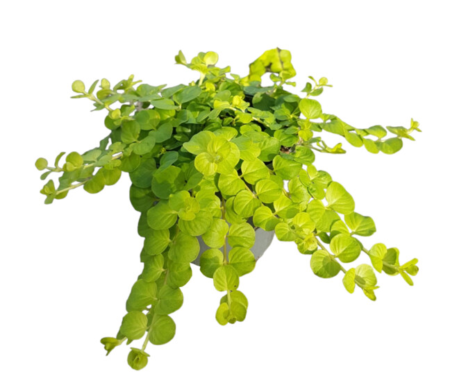 LYSIMACHIA NUMMULARIA